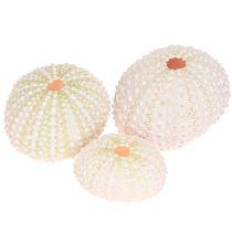 Product Maritime decor Sea urchin shells Pink White Ø3.5-5cm 20pcs