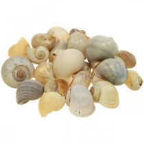 Maritime decoration snail shell natural snails empty 2-5cm 1kg