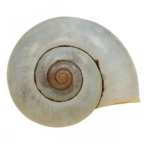 Maritime decoration snail shell natural snails empty 2-5cm 1kg