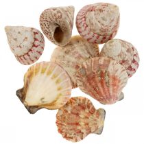 Maritime decoration real shells snail shells decoration 700g
