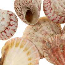 Maritime decoration real shells snail shells decoration 700g
