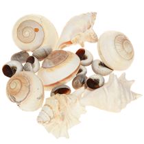 Product Sea snail shell, maritime natural, 400g