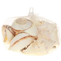 Product Sea snail shell, maritime natural, 400g