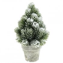 Mini Christmas tree in a pot artificially snowed Ø14cm H24cm