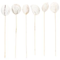 Product Mintolla Ball on Stick Mix whitewashed 6 pcs