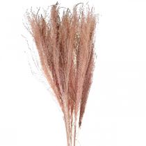 Product Dry grass long pink feather grass deco Miscanthus 75cm 10pcs