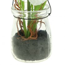 Product Poppy in a glass to hang white H22cm