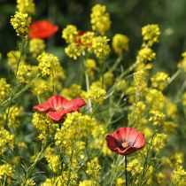 Product Garden stake poppy ceramic, unusual design for flower beds, 52cm, 2 pieces