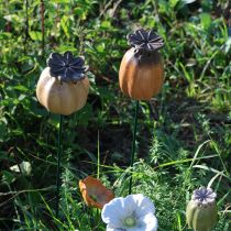 Product Garden stake poppy seed pod - decorative highlight for garden decoration and DIY projects - 41cm, 4 pieces