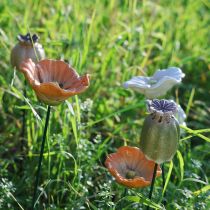 Product Poppy seed pod decorative stake for seasonal garden elegance or balcony highlights, 41cm, 4 pieces