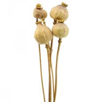 Product Poppy capsule large dried flowers yellow papaver deco poppy 5pcs