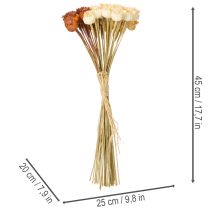 Product Dried artificial poppy seed pods, bunch of three colors, 40cm, 45 pieces