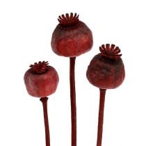 Poppy heads colored red 100 pcs