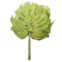 Product Decorative Monstera leaves for boho and urban jungle decoration