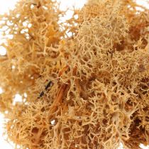 Decorative moss for handicrafts Orange colored natural moss preserved 40g