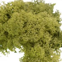 Decorative moss for handicrafts Light green natural moss preserved 40g