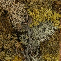 Product Moss Picture Real Moss Picture with Frame Preserved 40×30cm