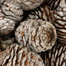 Product Murii Cones Natural 500g
