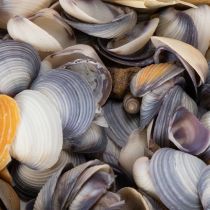 Product Decorative seashells - A unique eye-catcher for bathrooms and living rooms - 300g