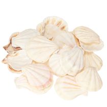 Product Shell decoration scallops in natural 3.5cm–4cm 300g