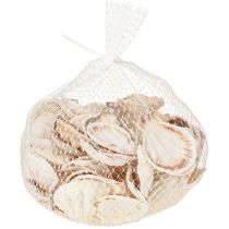 Product Shell decoration scallops in natural 3.5cm–4cm 300g