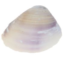 Product Shell decoration mini cockles snail shells 1–3 cm 340 g