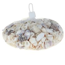 Product Shell decoration mini cockles snail shells 1–3 cm 340 g