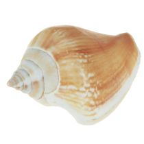 Product Shell decoration shell mix snail shells 4–8 cm natural 400 g
