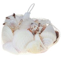 Product Shell decoration shell mix snail shells 4–8 cm natural 400 g