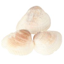 Product Shell decoration shells white brown cockles 5-7cm 300g