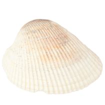 Product Shell decoration shells white brown cockles 5-7cm 300g