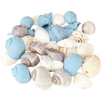 Product Shell decoration snail shells blue natural 3–5 cm 150 g