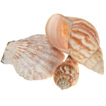 Product Shell decoration sea snail natural 350g × 3pcs