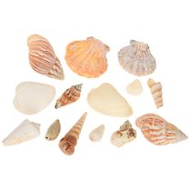 Product Shell decoration sea snail natural 350g × 3pcs