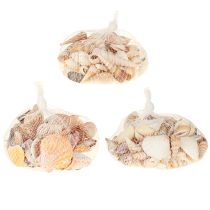 Product Shell decoration sea snail natural 350g × 3pcs