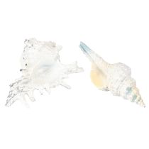 Product Shell Decoration Sea Snail Artificial Blue-White 11.5/13cm 2 Pcs