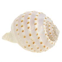 Product Mussel Tonna Tessalata 7 pcs