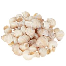 Product Mussel Umachi 500g