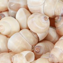 Product Mussel Umachi 500g