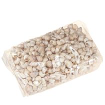 Product Mussel Umachi 500g