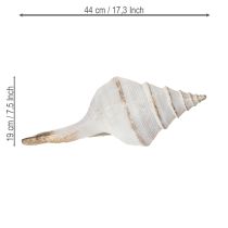 Product Decorative seashell shape for stylish maritime decoration, 44cm