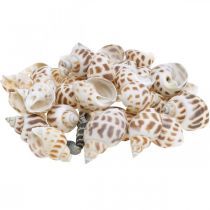 Product Shell decoration, mini deco snail, sea snail mix L2–4cm 780g