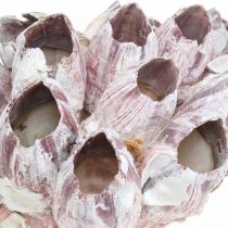 Deco shell barnacles nature, maritime decoration