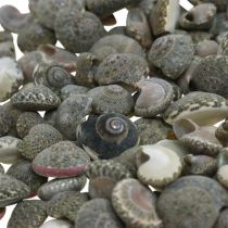 Scattered decoration shells umbonium, maritime decoration nature 8-16mm 1400g