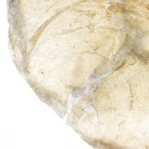 Product Beach decoration, capiz shells 5-10cm, natural items, mother-of-pearl, maritime 1kg