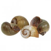 Snail decoration, snail shells maritime nature, green 10 pieces