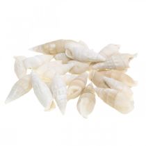 Product Deco snails white, sea snail natural decoration 2-5cm 1kg
