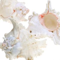 Product Shell Chicoreus ramosus 16cm 3 pcs