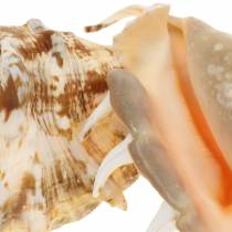 Lambis sea snail natural 14cm 10pcs