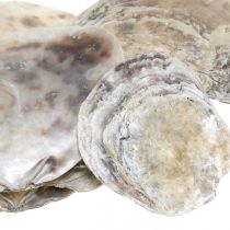 Maritime decoration, capiz shells, natural products mother-of-pearl, violet 8-14cm 1kg